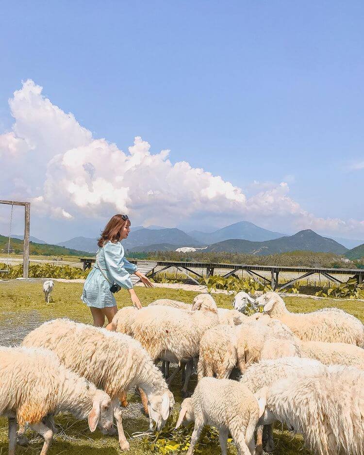 Bạn có thể dành khoảng thời gian hơn 30 phút để ghé tham quan đồng cừu này. Ảnh: hadanlinh