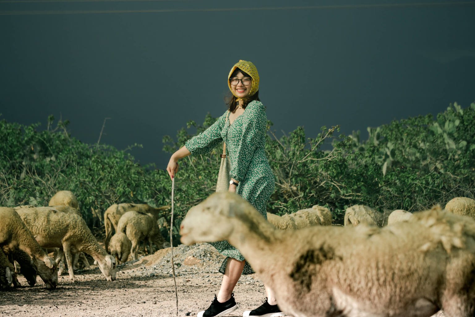 Khách du lịch vui chơi chụp ảnh cừu cùng tại An Hòa. Ảnh: Trung Văn Nguyễn