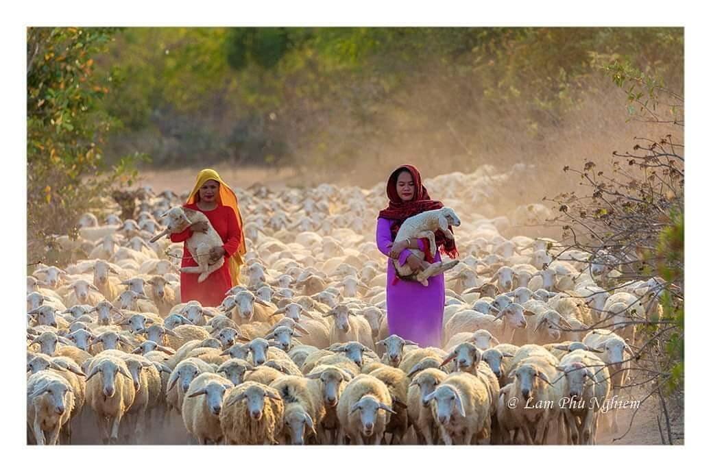 Cận cảnh chăn thả cừu tại thôn An Hòa Ninh Thuận. Ảnh: lamphunghiem